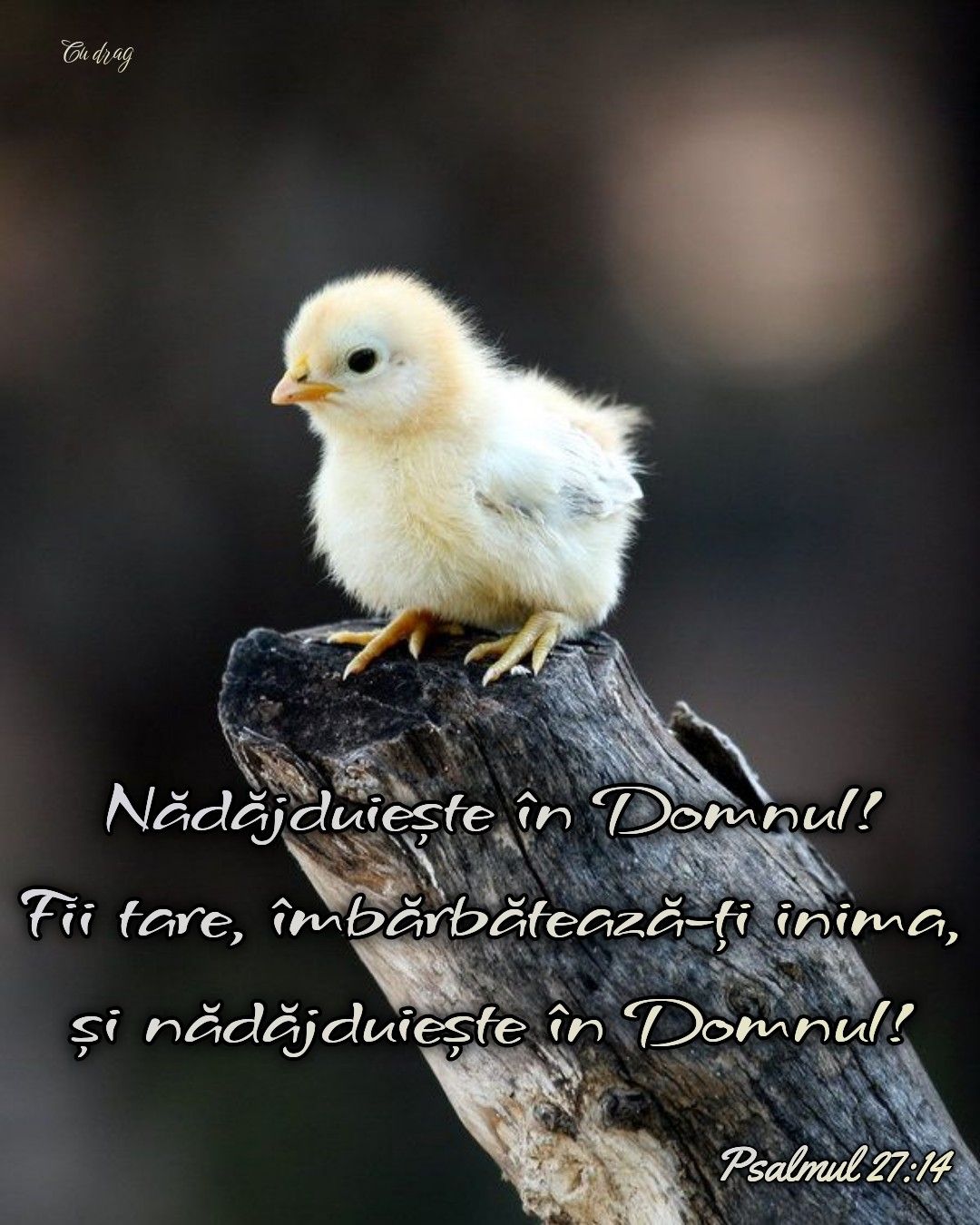 19. Verset Nădejde
