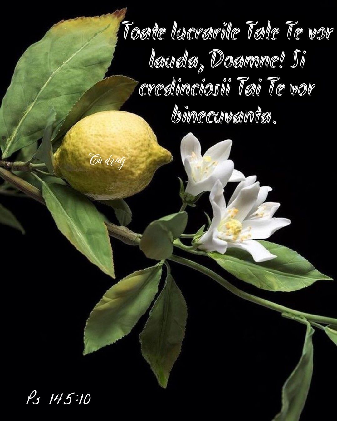 Verset psalmi